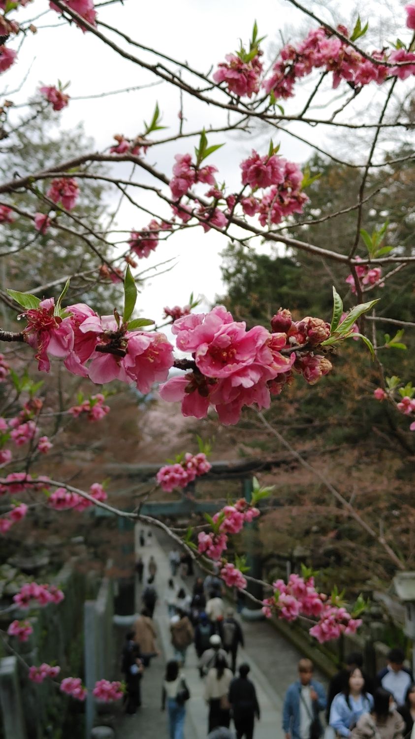 pink cherry blossoms