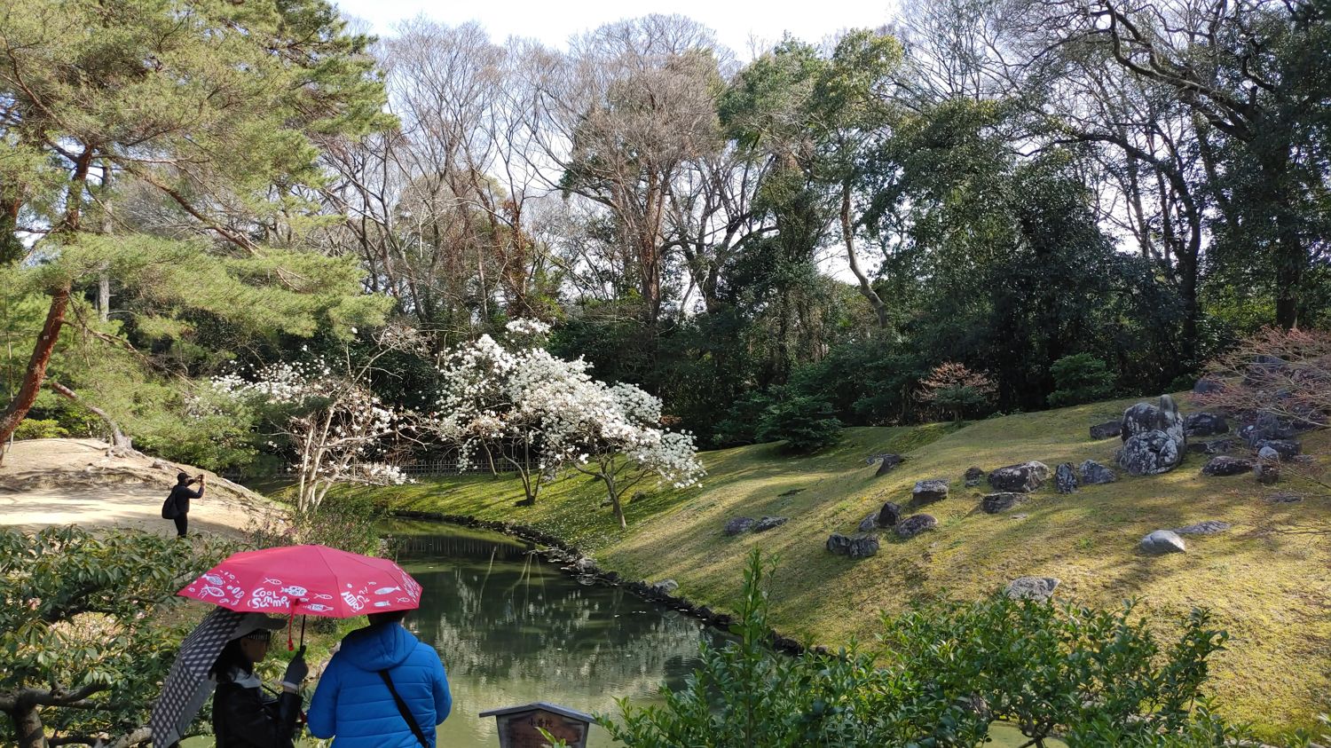white cherry blossoms across a stream. A couple has a pink umbrella to protect from the sun