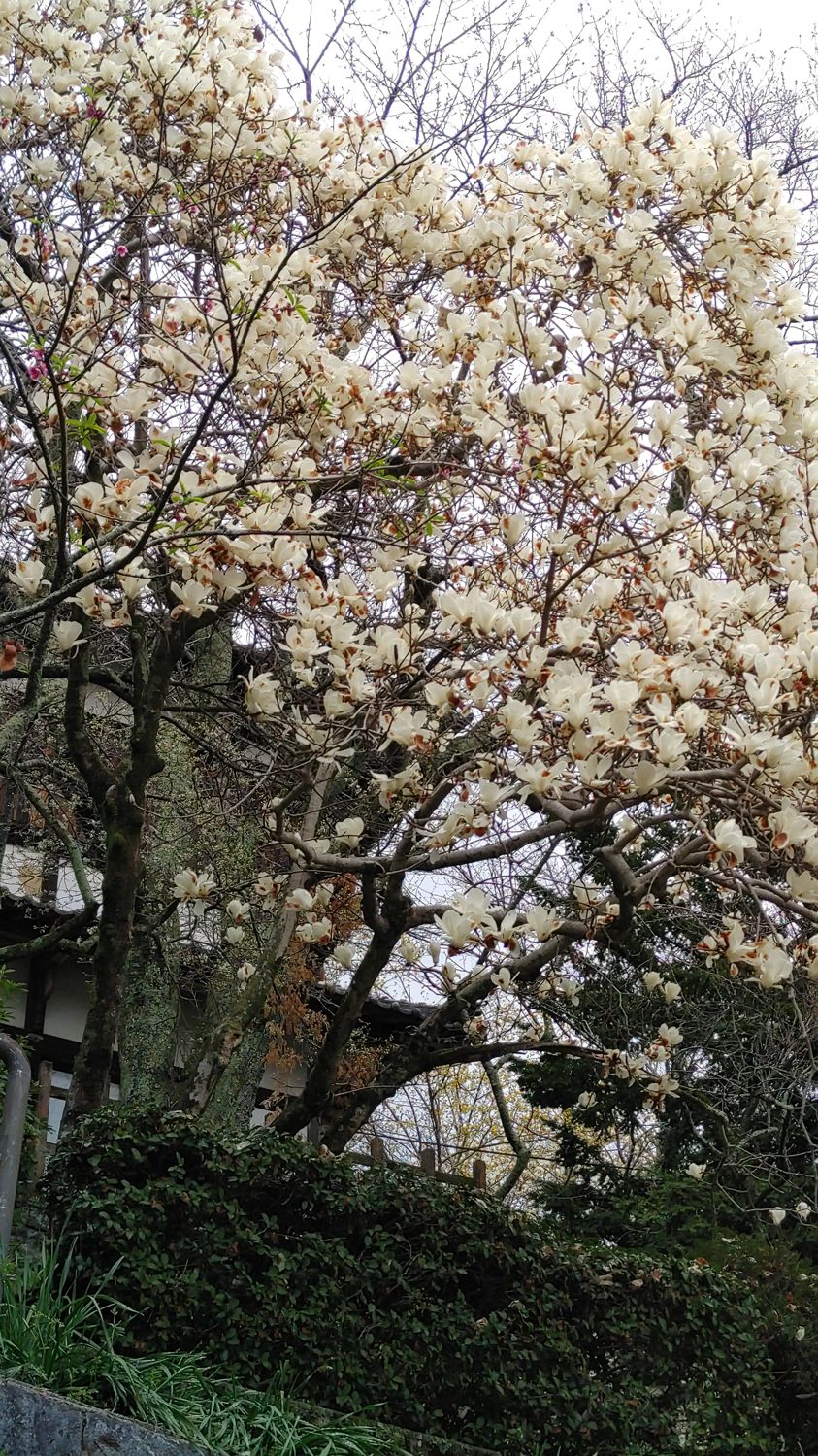 white cherry blossoms