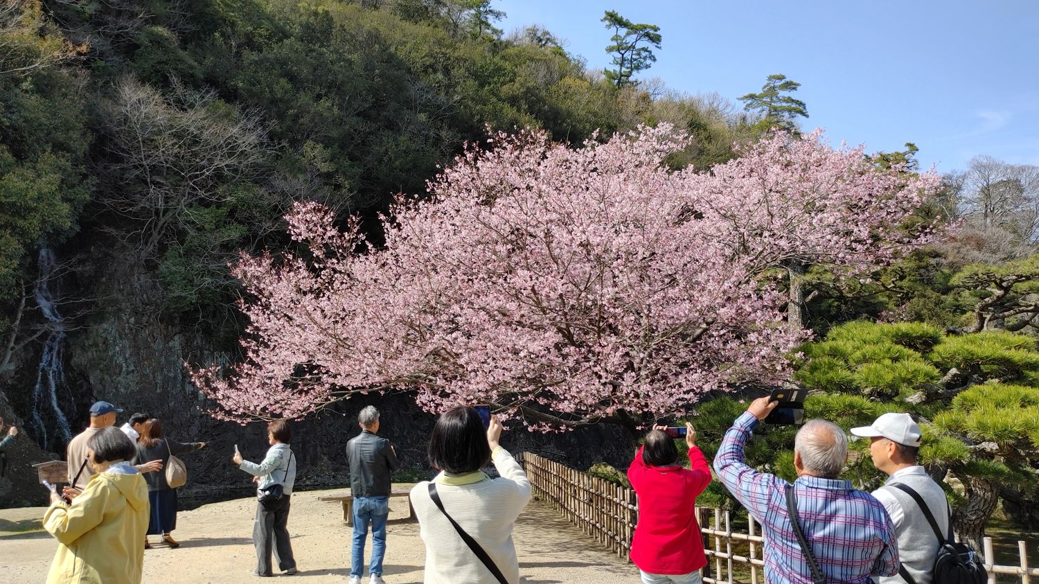 cherry blossom trees