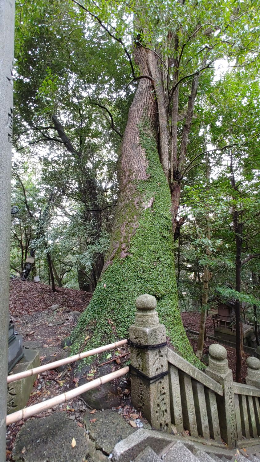 big tree with moss on the bottom