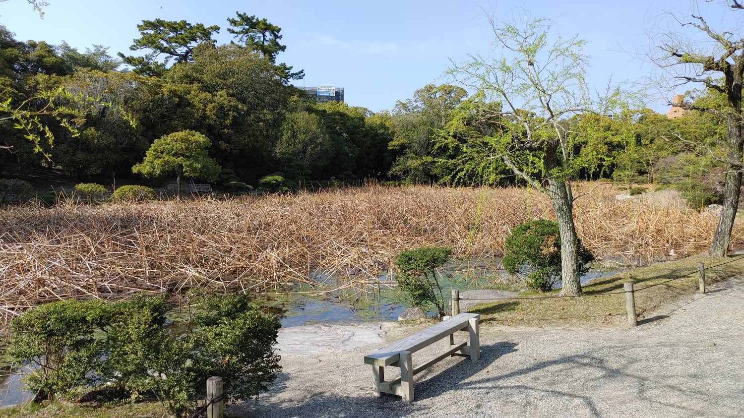 a pond full of reeds